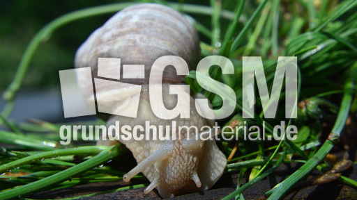 Weinbergschnecke_ (3).jpg